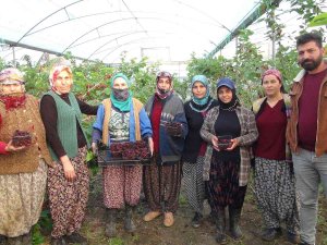 Silifke’de Yılın İlk Karadut Hasadı Yapıldı: Kilosu 110 Tl