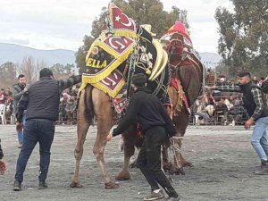 Didim’de Deve Güreşlerine Yoğun İlgi