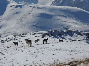 Munzur Dağlarındaki Yılkı Atları Görüntülendi