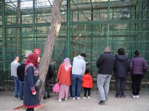 Karneyi Alan Hayvanat Bahçesine Koştu