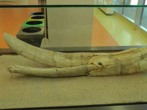 7,5 Milyon Yıllık Tarih Kayseri’de Sergileniyor