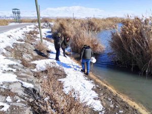 Erçek Gölü Çevresine Yaban Hayvanlar İçin Yem Bırakıldı