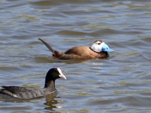 Koruma Altındaki Kuşlar Hersek Lagünü’nde