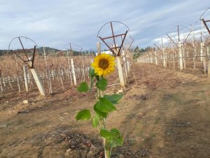 Ocak Ayında Ayçiçeği Açtı