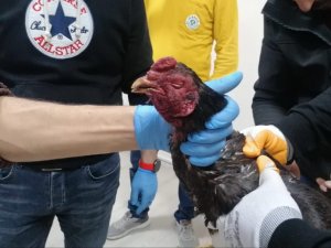 Hayvanları Koruma Derneğine ‘Horoz Dövüşü’ Baskını