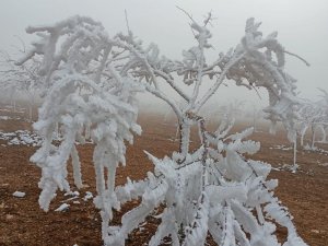 Darende’de Kar Beklenirken Ağaçlar Kırağı Tuttu