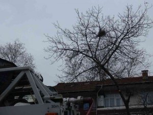 Budadığı Ceviz Ağacında Fenalaşan Vatandaşı İtfaiye Ekipleri Kurtardı