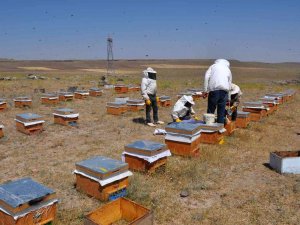 Arıcılar Kara Kışın Ortasında Arılara Bakım Ve Yemleme Yapıyor