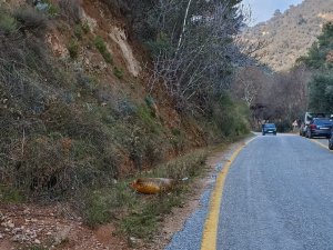 Zeytin Hırsızı Jandarmadan Kaçamadı