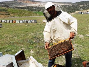 Adana’da Bal Rekoltesi 12 Bin 527’e Tona Çıktı