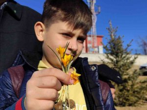 Baharın Müjdecisi Çiğdemler Kış Mevsiminde Açtı