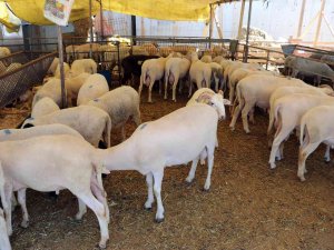 Kocaeli’de Şap Hastalığı Şüphesi