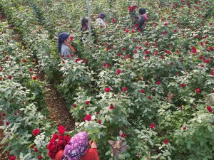 Türkiye’nin Kış Gülü Mersin’den: Üreticiler Şimdi De İhracata Hazırlanıyor