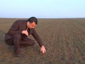 Ocak Ayında Arpa Ve Buğday Tarlaları Yeşillendi