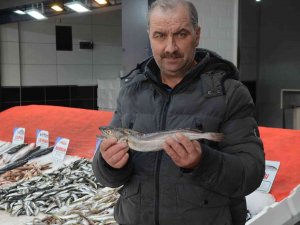 Karadeniz’de Çıkmayan Balık, Yolunu Şaşırıp Ordu’ya Kadar Geldi