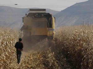 Mardin’de Kuraklık Rekolteyi Yüzde 50 Oranında Düşürebilir