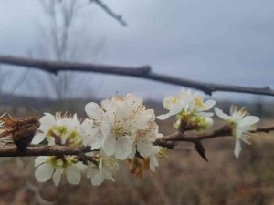 Erik Ağacı Ocak Ayında Çiçek Açtı