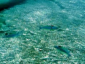 Mevsim Normallerinin Üzerinde Seyreden Deniz Suyu Sıcaklığı, Balıkların Üreme Dönemini Saptırdı