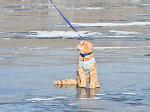 Yavru Kedi Tarçın, Çıldır Gölü’nün Maskotu Oldu