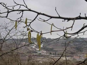 Fındık Üreticisi Dört Gözle Kar Yağışı Bekliyor