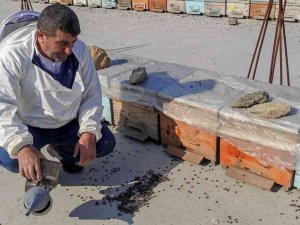 Batman’da Yaşanan Kuraklık Milyonlarca Arının Telef Olmasına Neden Oldu