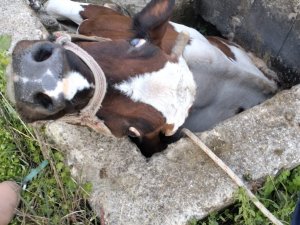 Sulama Kanalı Çukuruna Düşen İnek Kepçeyle Kurtarıldı