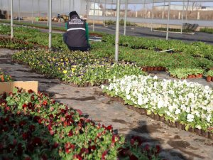 Efeler Belediyesi’nin Yetiştirdiği Çiçekler Kenti Süslüyor