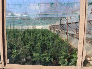 Alanya’nın Bereketli Topraklarında 12 Ay Boyunca Üretim