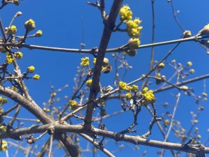 Yalancı Bahara Aldanan Ağaçlar Kış Ortasında Tomurcuk Verip Çiçek Açtı