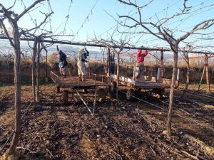 Bağlarda Çubuk Bağlama İşi Devam Ediyor