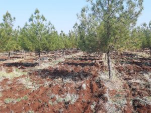 Mesire Alanları Sezona Hazırlanıyor