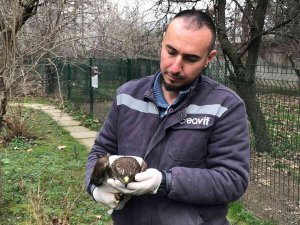 Jandarma Ekiplerinin Bulduğu Yaralı Doğan Tedavi Altında