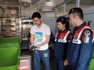 Yavru Yeşil Deniz Kaplumbağası Dekamer’de Tedaviye Alındı