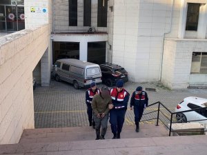 Zeytin Hırsızları Jandarmanın Çalışması İle Yakalandı