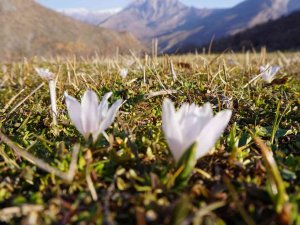 Şırnak’ta 2 Metre Karın Yağdığı Bölgeler Kardelenlerle Beyaza Büründü
