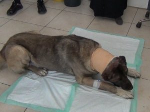 Yılan Sokması Sonucu Kafasında Tümör Oluşan Köpek Yaşam Mücadelesi Veriyor