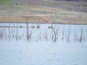 50 Yıldır Böyle Kuraklık Görülmedi: Dipteki Ağaçlar Ortaya Çıktı