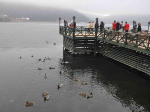 Yaban Ördekleri Soğuk Havaya Rağmen Abant’ı Mesken Tuttu