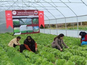 Şırnaklı 14 Kadın Devlet Desteğiyle Sera Sahibi Oldu