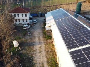 Bu Tavuklar Güneş Enerjisi İle Isınıyor