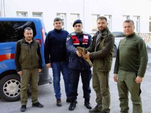 Yaralı Halde Bulunan Kızıl Şahin Tedavi Edildi