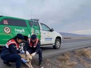 Jandarma Sokak Köpeklerine Gece Görünmeleri İçin Elleriyle Reflektif Şerit Dikti