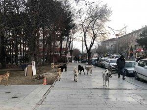 Erzincan’da Hayvan Barınağı, Sosyal Medyaya Düşen Görüntülerle Gündem Oldu