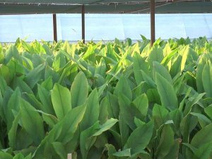 Şifa Kaynağı Zerdeçal Bodrum’dan Dünyaya İhraç Ediliyor