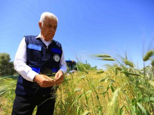 Büyükşehir’den Tarım Ve Hayvancılığa Destek