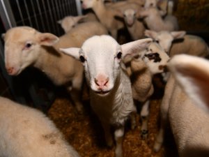 Büyükşehir’den ‘Balıkesir Kuzusu’ Üretimine Destek