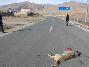 Çarptığı Köpeği Bırakıp Yoluna Devam Etti