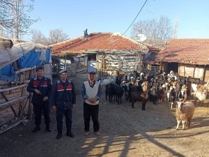 Burdur’da Kaybolan 70 Küçükbaş Hayvan, Jandarma Ekipleri Tarafından Bulundu
