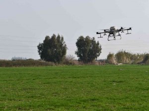 Söke Belediyesinin Buğday Arazisi Dron İle Gübrelendi