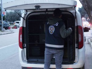 Bursa’da Hırsızlıktan 9 Kişi Tutuklandı